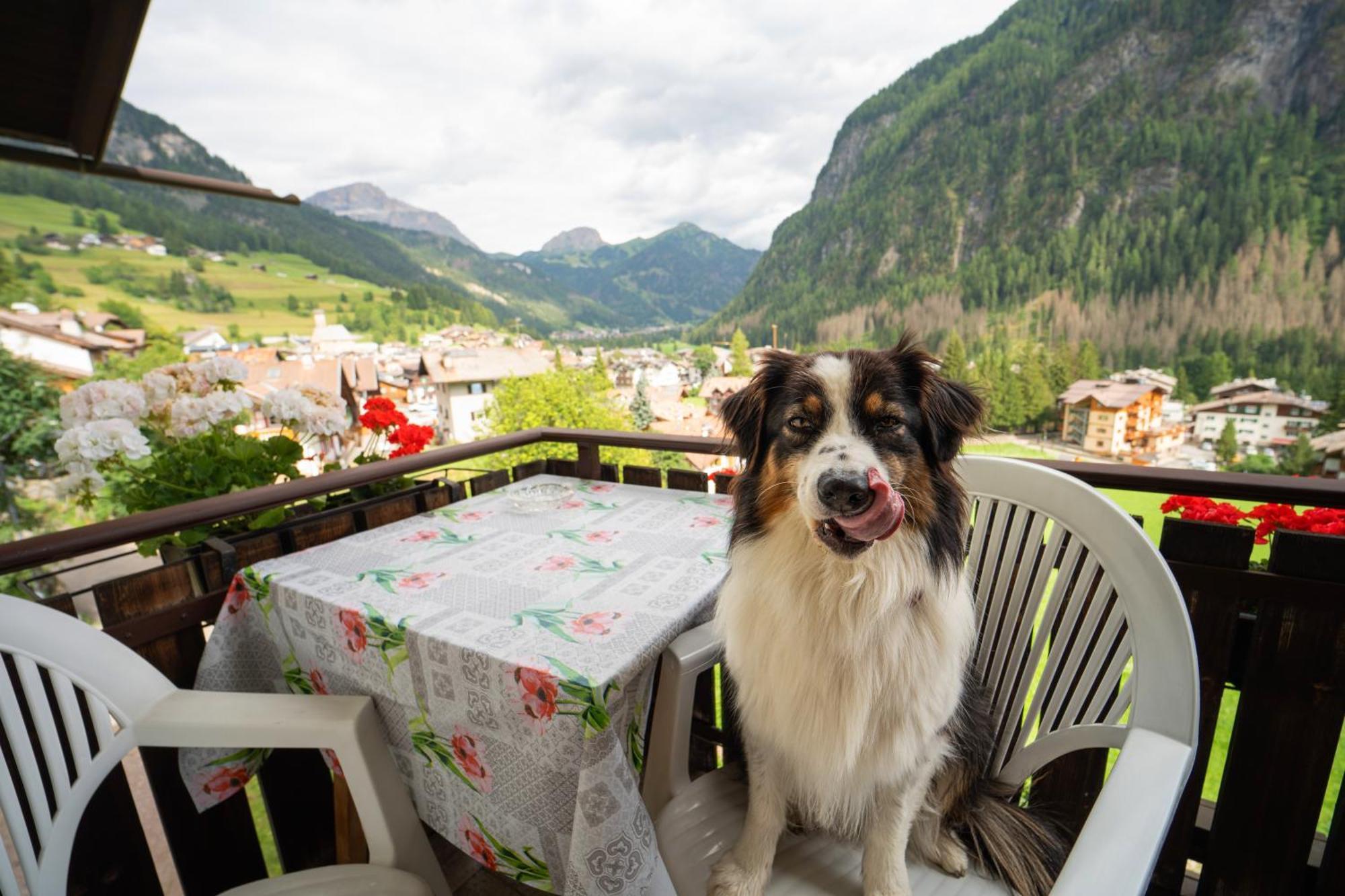 Cesa Cherpei - Dog Friendly Campitello di Fassa Exteriör bild