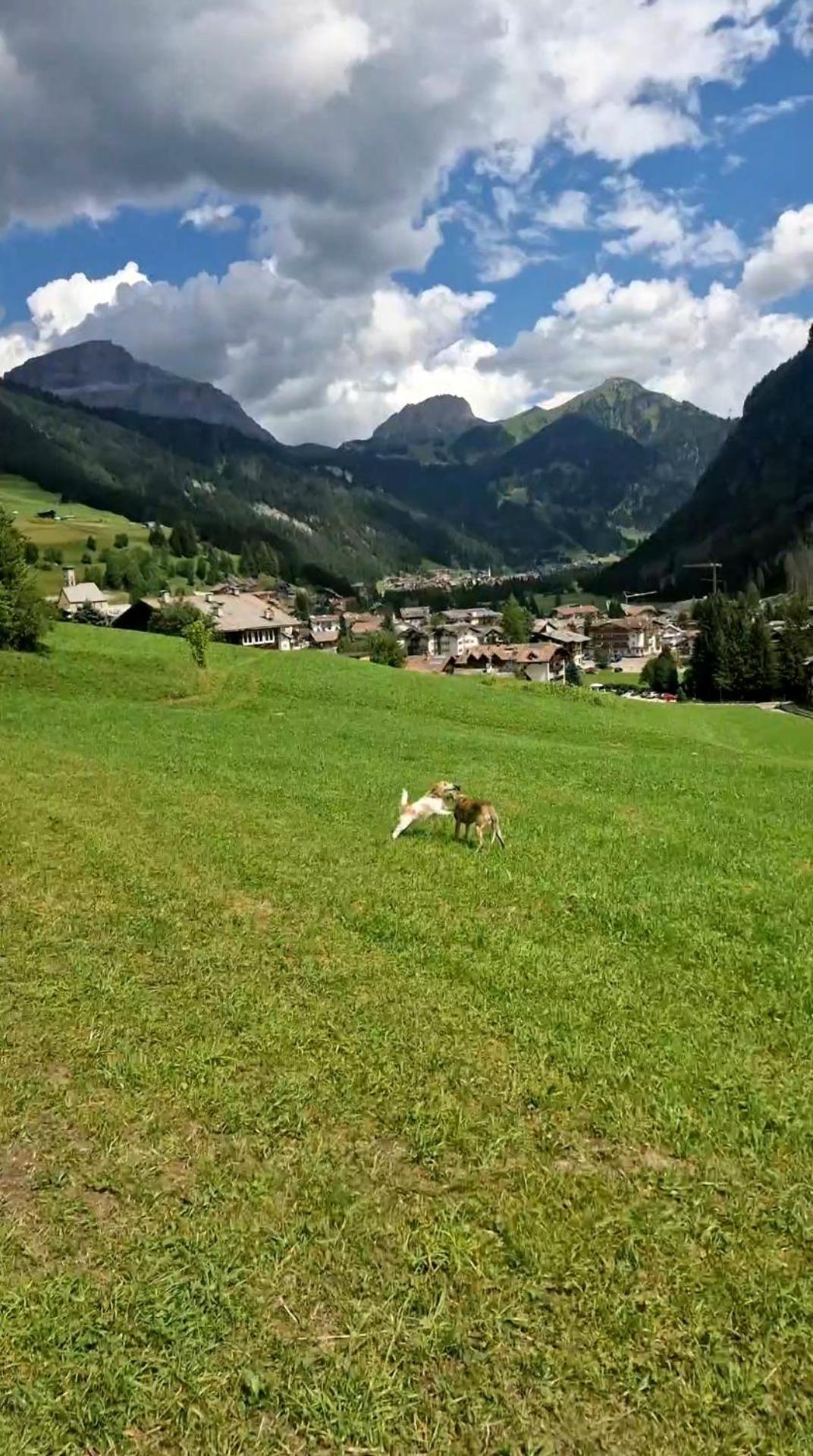 Cesa Cherpei - Dog Friendly Campitello di Fassa Exteriör bild